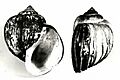 Pomacea urceus 000
