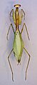 Pseudoxyops boliviana TPopp