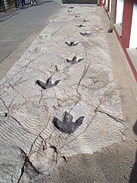 Archivo:Reproduction of Dinosaur Footprints in Science Museum in Logroño