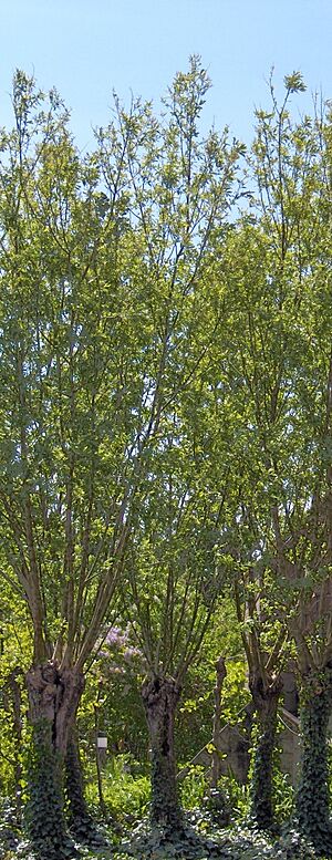Archivo:Salix alba(01)