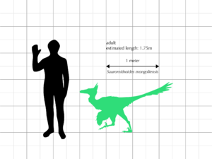 Archivo:Saurornithoides mongoliensis size comparison