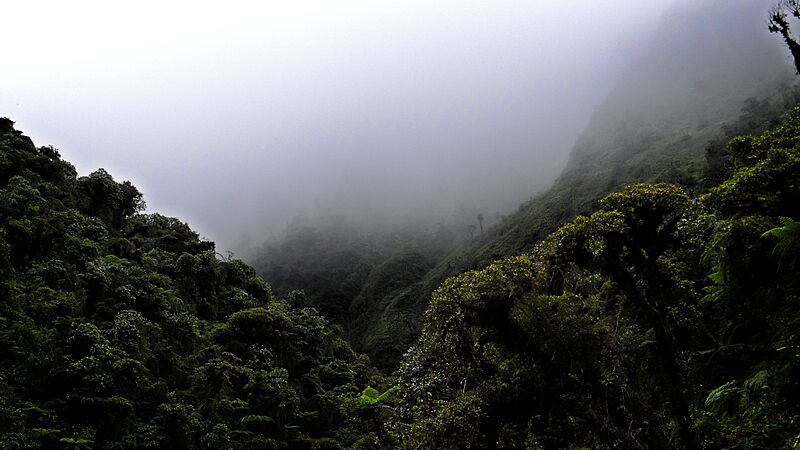 Sehuencas - Parque Nacional Carrasco