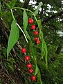 Streptopus streptopoides var. japonicus 01