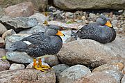 Archivo:Tachyeres pteneres (Fuegian Steamer Duck - Magellan-Dampfschiffente) - Weltvogelpark Walsrode 2012-05