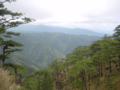 Tapulao Pine Forest