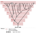 Taxonomia-y-filogenia