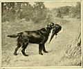 The new book of the dog - a comprehensive natural history of British dogs and their foreign relatives, with chapters on law, breeding, kennel management, and veterinary treatment (1911) (14577152159)