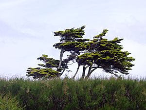 Archivo:Windswept tree South England