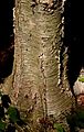 Yellow birch trunk