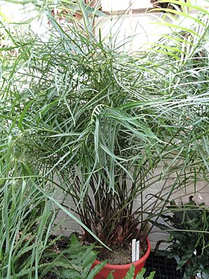 Archivo:Zamia pumila (Zamia portoricensis) - Lyman Plant House, Smith College - DSC04272