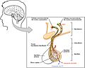 1807 The Posterior Pituitary Complex esp