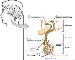 Archivo:1807 The Posterior Pituitary Complex esp