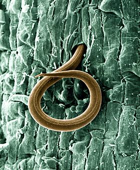 Archivo:A juvenile root-knot nematode (Meloidogyne incognita) penetrates a tomato root - USDA-ARS