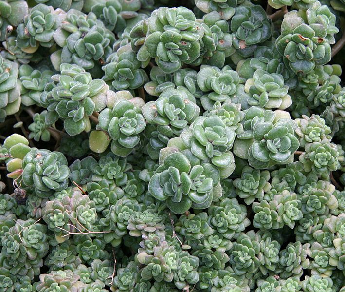 Aichryson tortuosum01