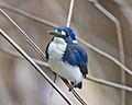 Alcedo pusilla 1 - Daintree Village