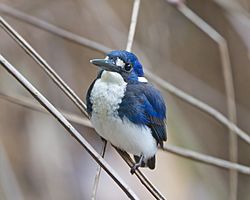 Alcedo pusilla 1 - Daintree Village.jpg