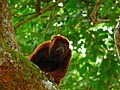 Alouatta arctoidea Mono araguato Ursine howler,jpg