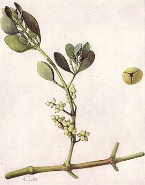 Archivo:American Mistletoe (NGM XXXI p514)