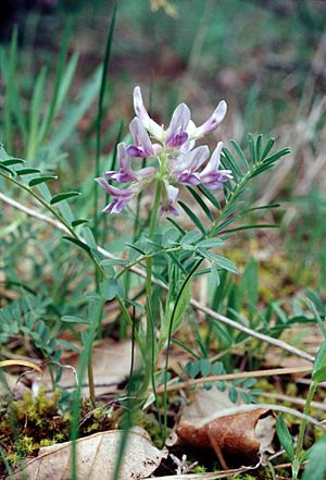 Archivo:Astragalus bibullatus-01