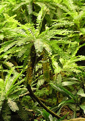Archivo:Biophytum dendroides 2005.07.12 10.46.10