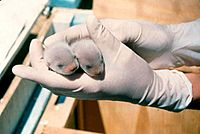 Archivo:Black footes ferret pups