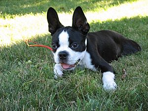 Archivo:Boston Terrier puppy resting on the grass