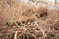 Camouflaged-sniper