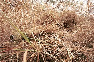 Archivo:Camouflaged-sniper