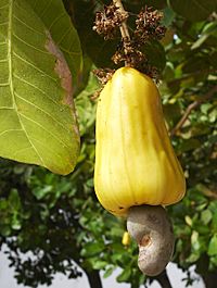 Archivo:Cashew Brazil fruit 1