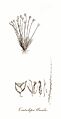 Centrolepis amula-LSoL