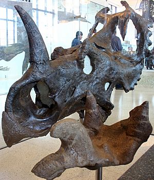 Archivo:Centrosaurus apertus