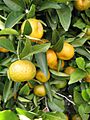 Citrus reticulata-Cleopatra IMG 2022