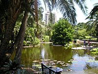 Archivo:City botanic gardens (duck pond)