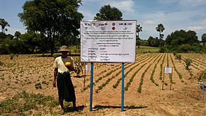 Archivo:Climate Smart Village Mango Field in Myanmar