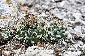 Coryphantha georgii 2.jpg