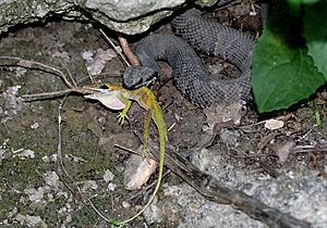 Archivo:Cottonmouth eating anole