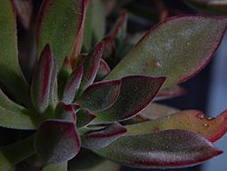 Crassulaceae Echeveria harmsii (11).jpg
