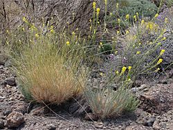 Descurainia gonzalezii Tenerife 1.jpg