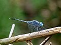Diplacodes trivialis male by kadavoor
