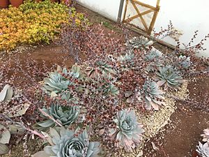 Archivo:Echeveria cante25