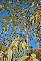 Eucalyptus dives