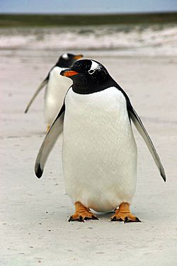 Falkland Islands Penguins 05.jpg