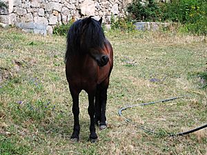 Archivo:Fontefiz, cabalo pura raza galega