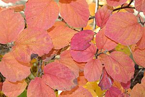 Archivo:Fothergilla gardenii (2013)