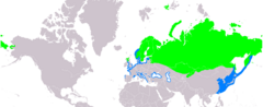 Distribución del colimbo ártico