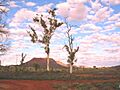 GhostGums