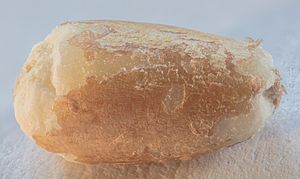 Archivo:Grano de trigo espelta, 2020-06-12, DD 01-17 FS