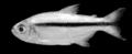 Hyphessobrycon sovichthys (MBUCV–V 29776)