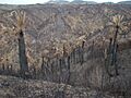 Jubaea chilensis - Incendio Palmar El Salto, Viña del Mar, febrero 2012 por Pato Novoa 007