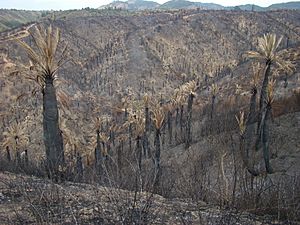 Archivo:Jubaea chilensis - Incendio Palmar El Salto, Viña del Mar, febrero 2012 por Pato Novoa 007
